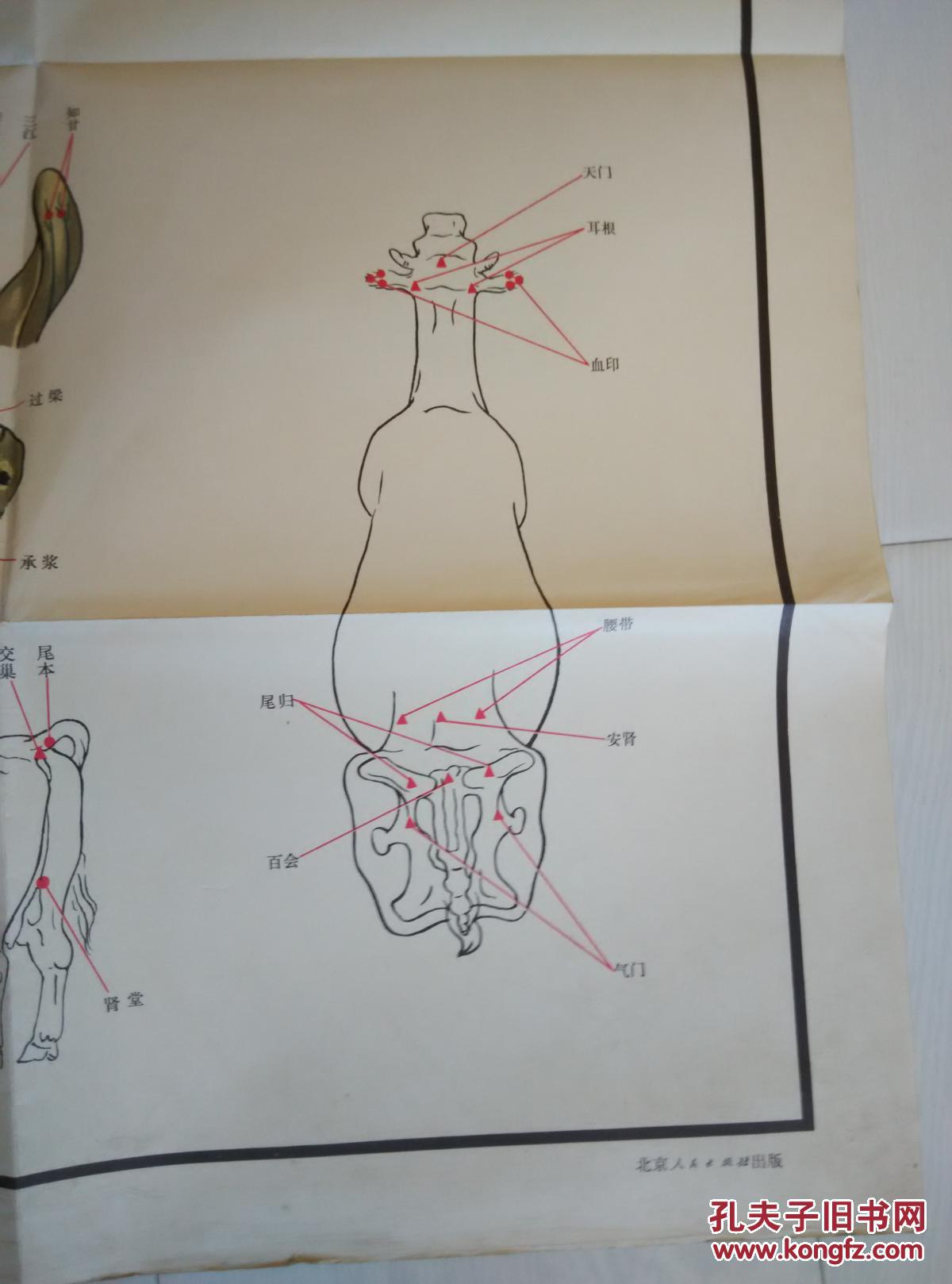 牛的针灸穴位图