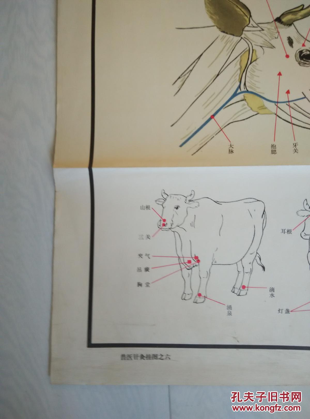 牛犊打针部位图图片