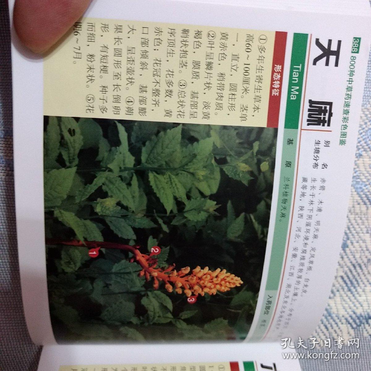 800种中草药速查彩色图鉴 孔夫子旧书网