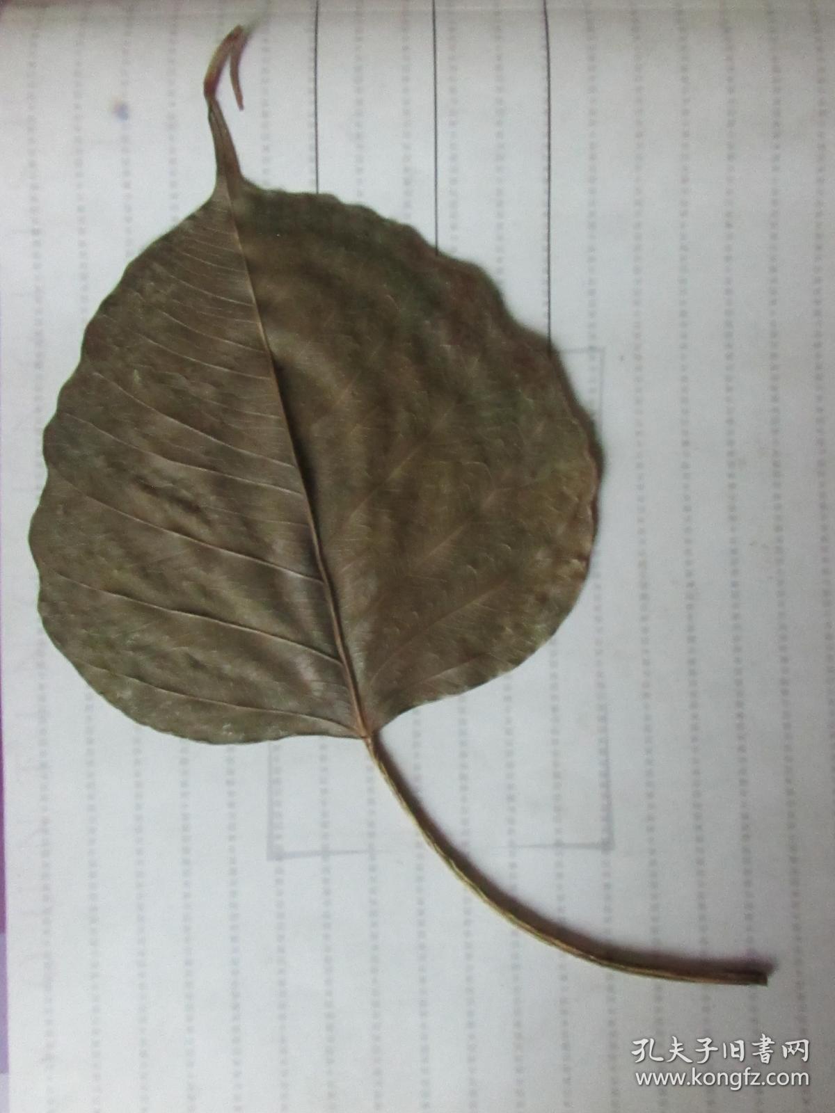 叶脉标本(业余玩赏品)
