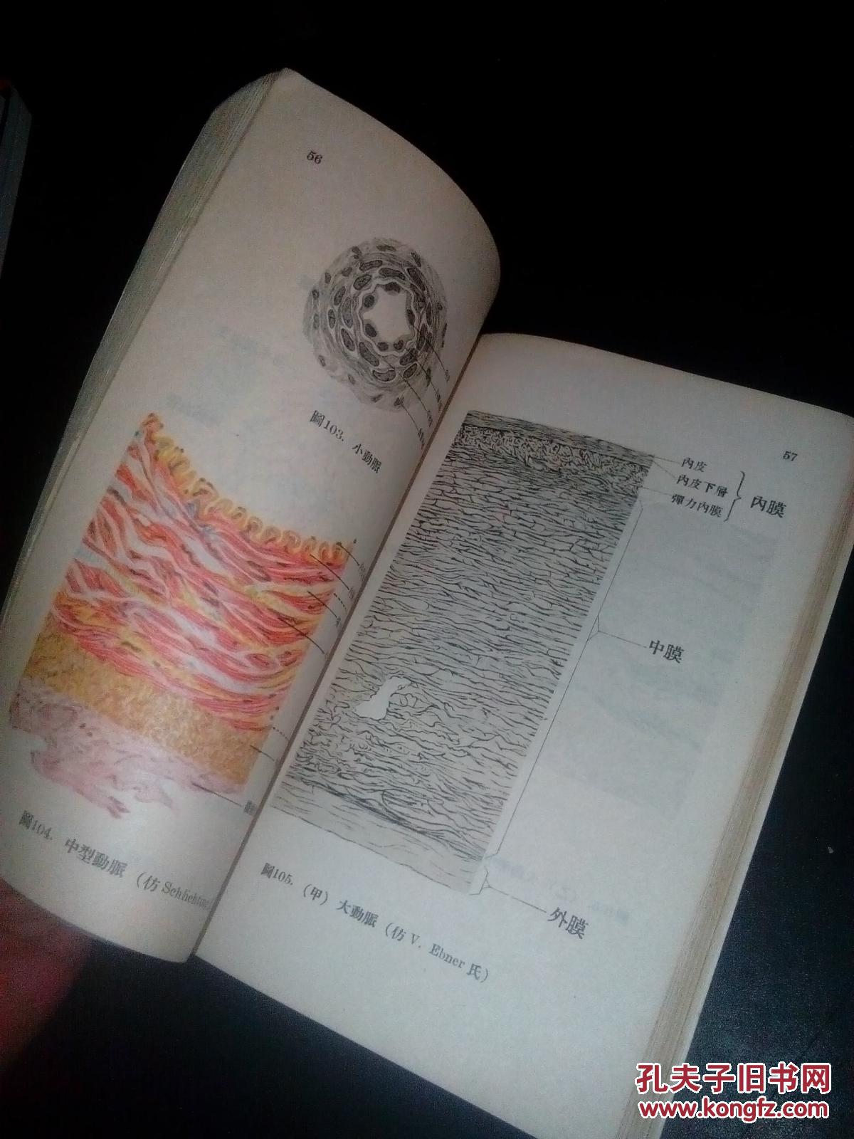 组织胚胎学(中央人民政府卫生部卫生教材编审委员会初审试用医士学校