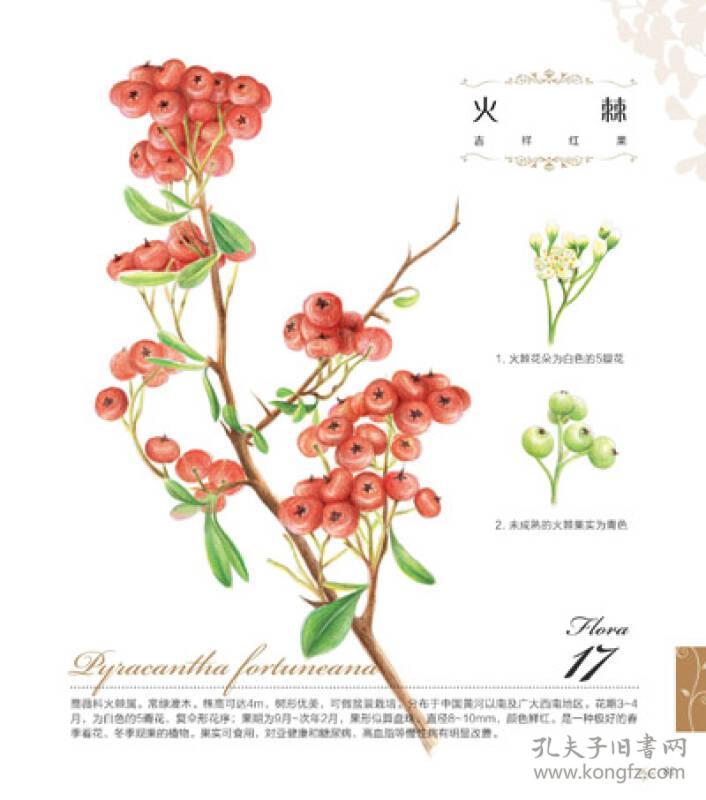 植物绘 38种梦幻植物的色铅笔图绘 孔夫子旧书网 植物绘 38种梦幻植物的色铅笔图绘 孔夫子旧书网