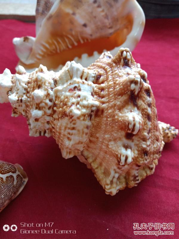 山水大海螺（海南島南海大海貝殼）