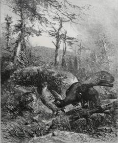 1886年木口木刻版画《松鸡》 41×28厘米