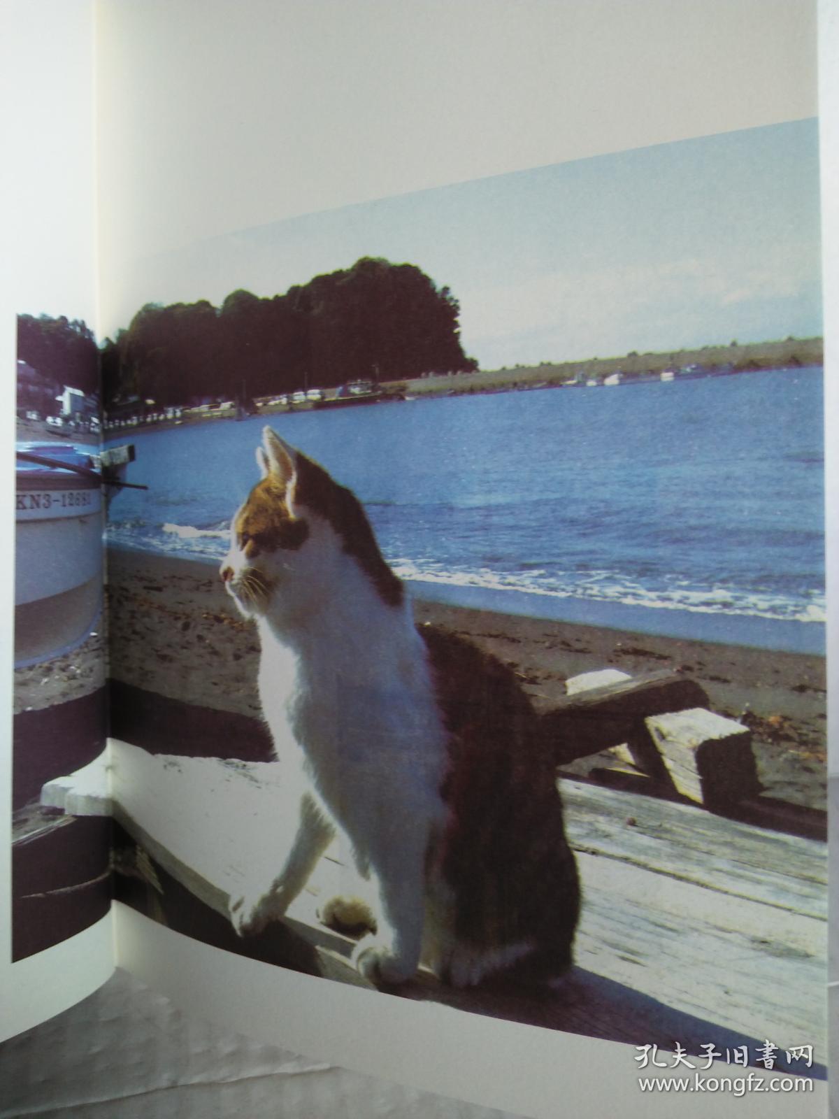 村上春树.猫(全彩图文版)精装带封皮