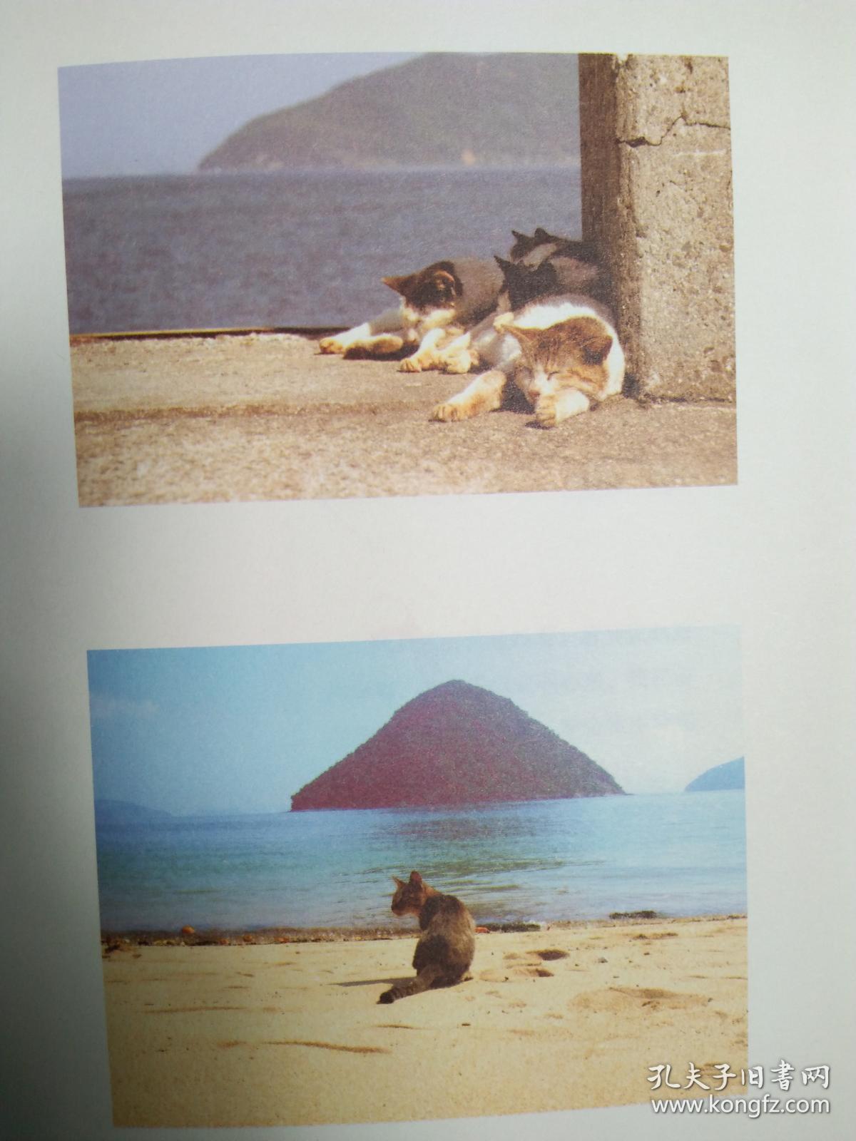 村上春树.猫(全彩图文版)精装带封皮