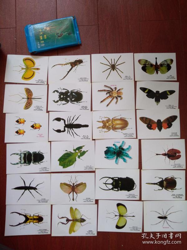 蟹蛛昆虫卡片图片