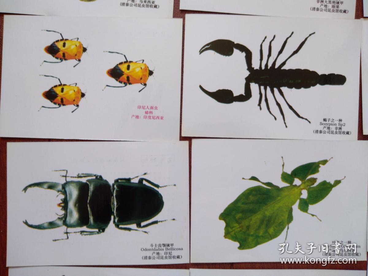 蟹蛛昆虫卡片图片