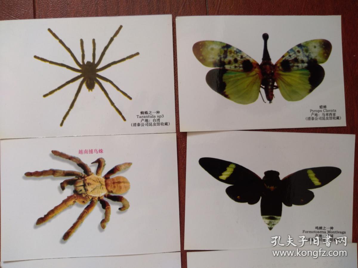蜘蛛介绍卡片图片