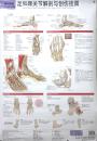 足和踝关节解剖与创伤挂图 北京科学技术出版社 9787530437353