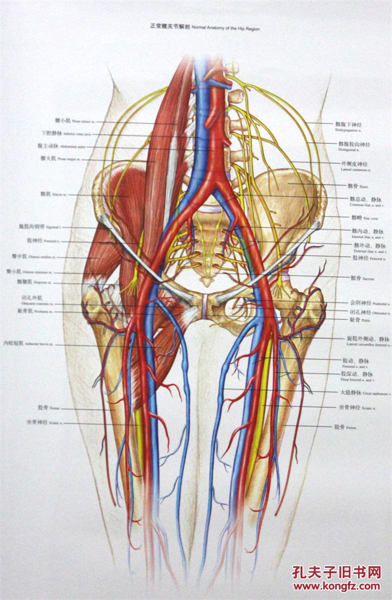 正版骨科解剖与创伤挂图:髋关节解剖与创伤挂图 (美)哈钦木森
