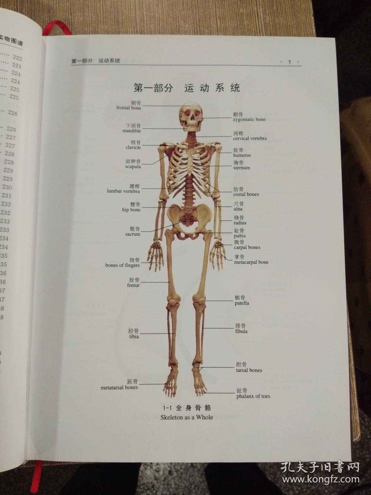 人体系统解剖学实物图谱第2版
