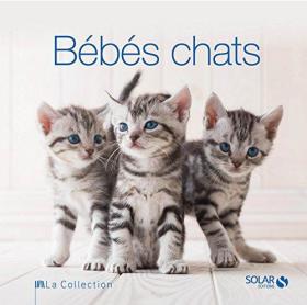 Bébés chats 法文