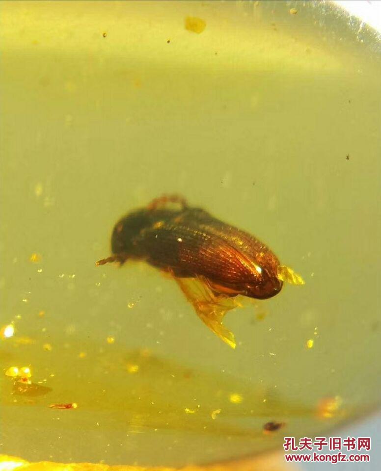 【保真虫珀】一只不知名的远古甲虫,很有肉感,鞘翅有