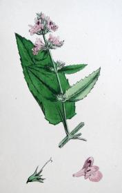 1880年版《英国植物学图谱》 — “沼生水苏”木版画手工上色/25x17cm