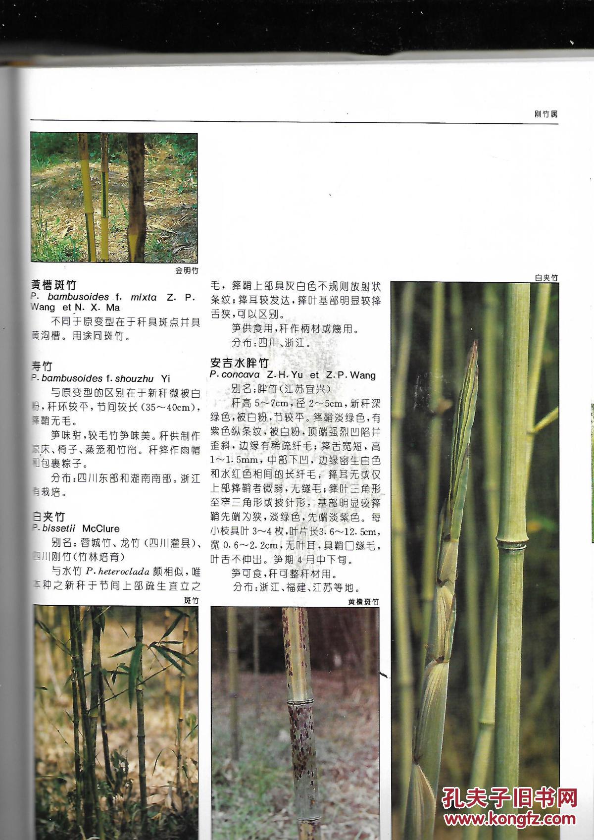 中国竹类植物图志