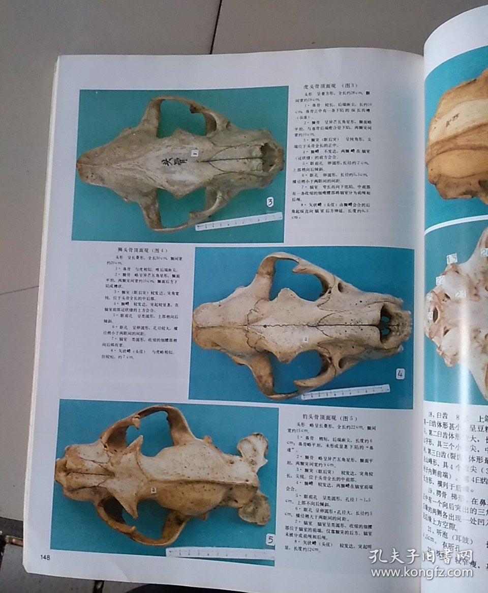 豹骨的鉴别方法图片图片