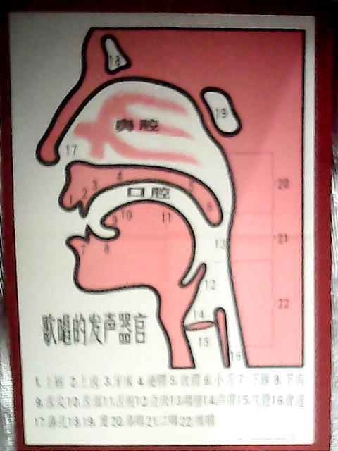 音乐教学挂图:歌唱的发声器官(此为对开彩图;宽52厘米,高76厘米;图中