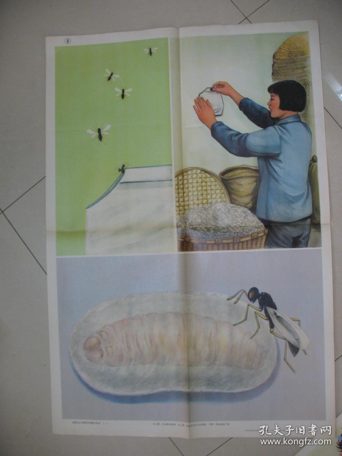 棉红铃虫金小蜂图片