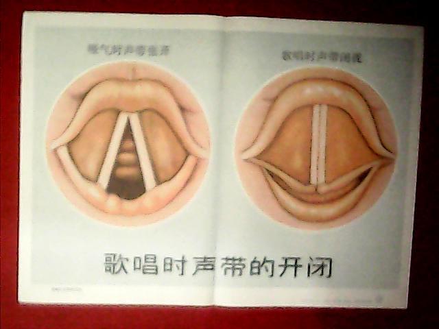 音乐教学挂图:歌唱时声带的开闭(此为四开彩图,宽52厘米,高38厘米;载