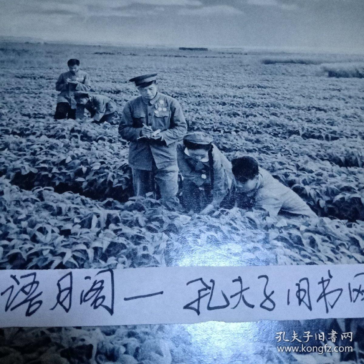 北大荒机械垦荒;茁壮成长的大豆