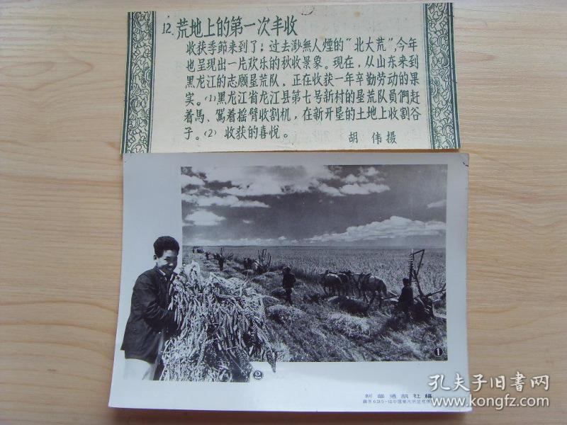 老照片:【※1956年,黑龙江省龙江县"山东支援垦荒队"队员们在地里收割