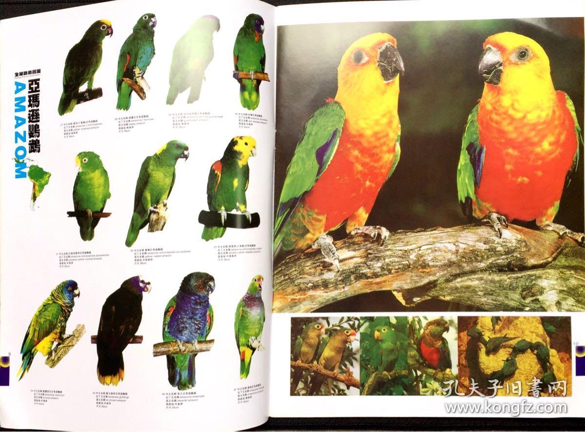 全球鹦鹉图鉴-global parrot iiiustration