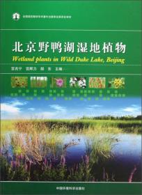 北京野鸭湖湿地植物