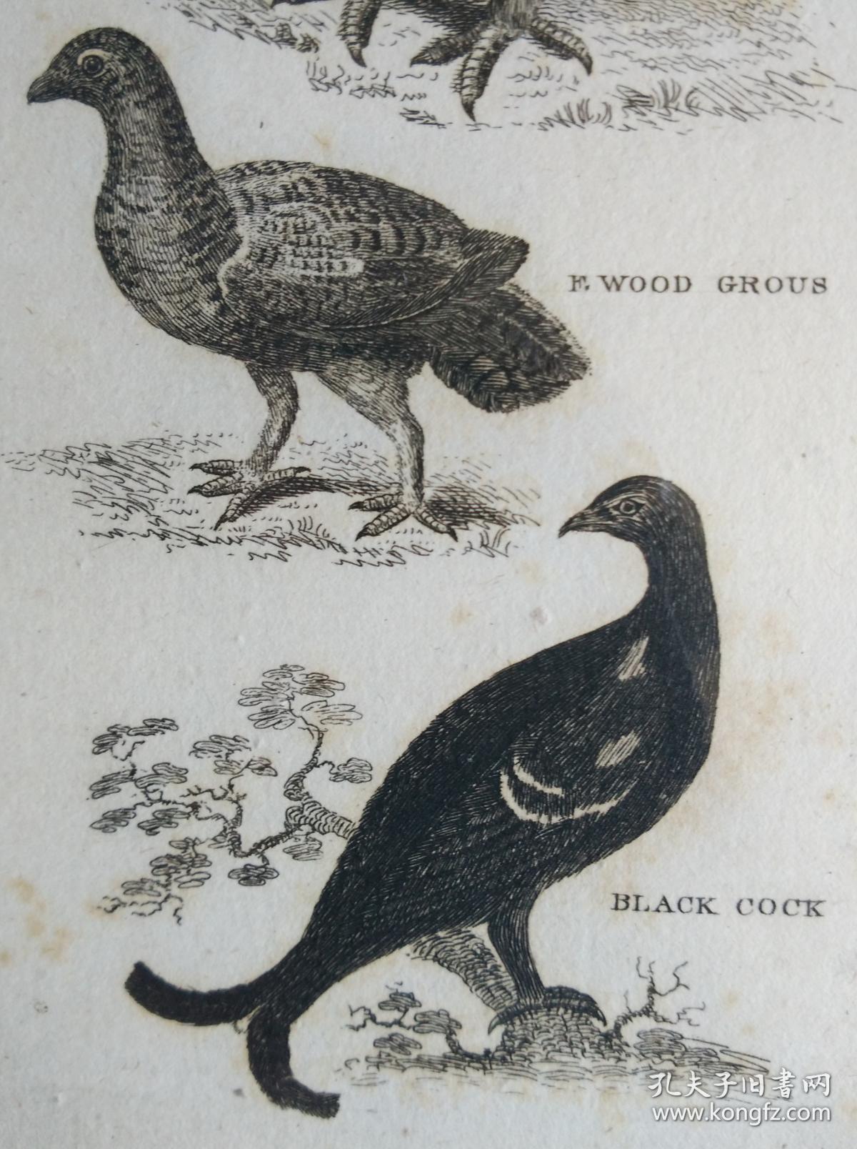 1792年《布冯自然史鸟类篇 英国铜版画 松鸡 黑雄松鸡