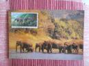 中国邮政明信片，亚洲象