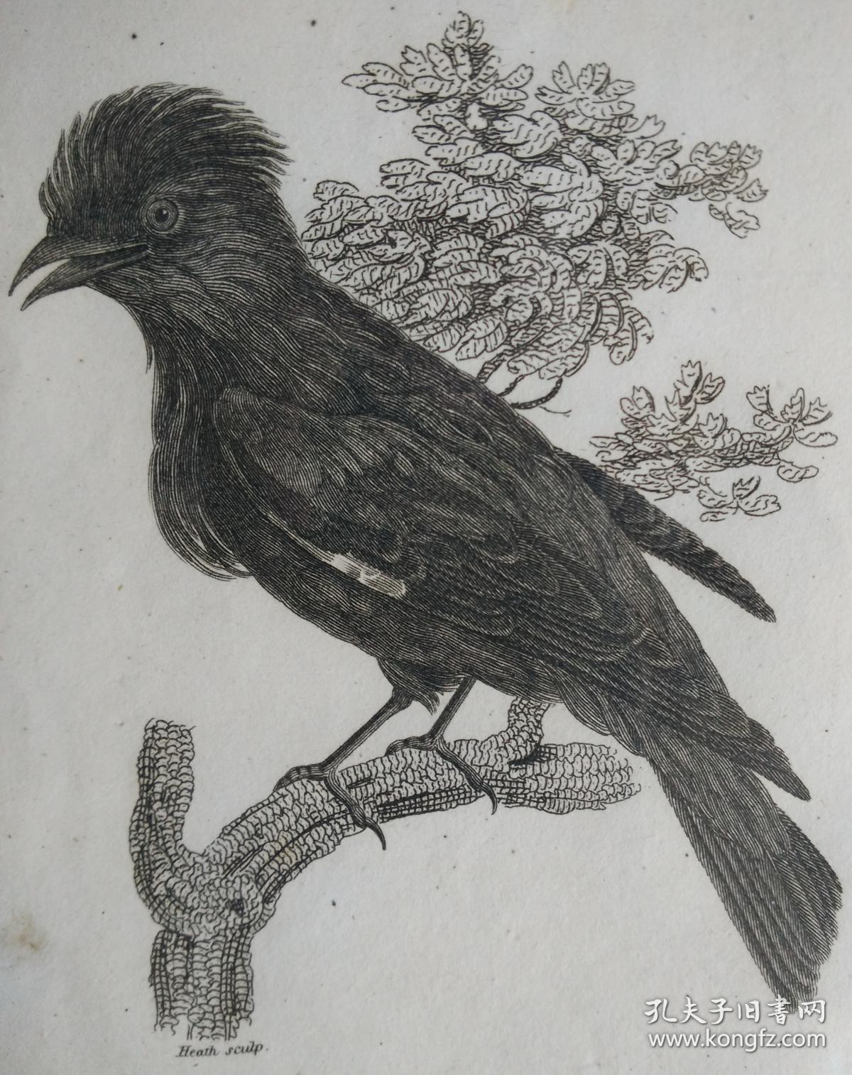 1808年动物学英国摩西格里菲斯铜版画图谱克里姆森鹞鸽