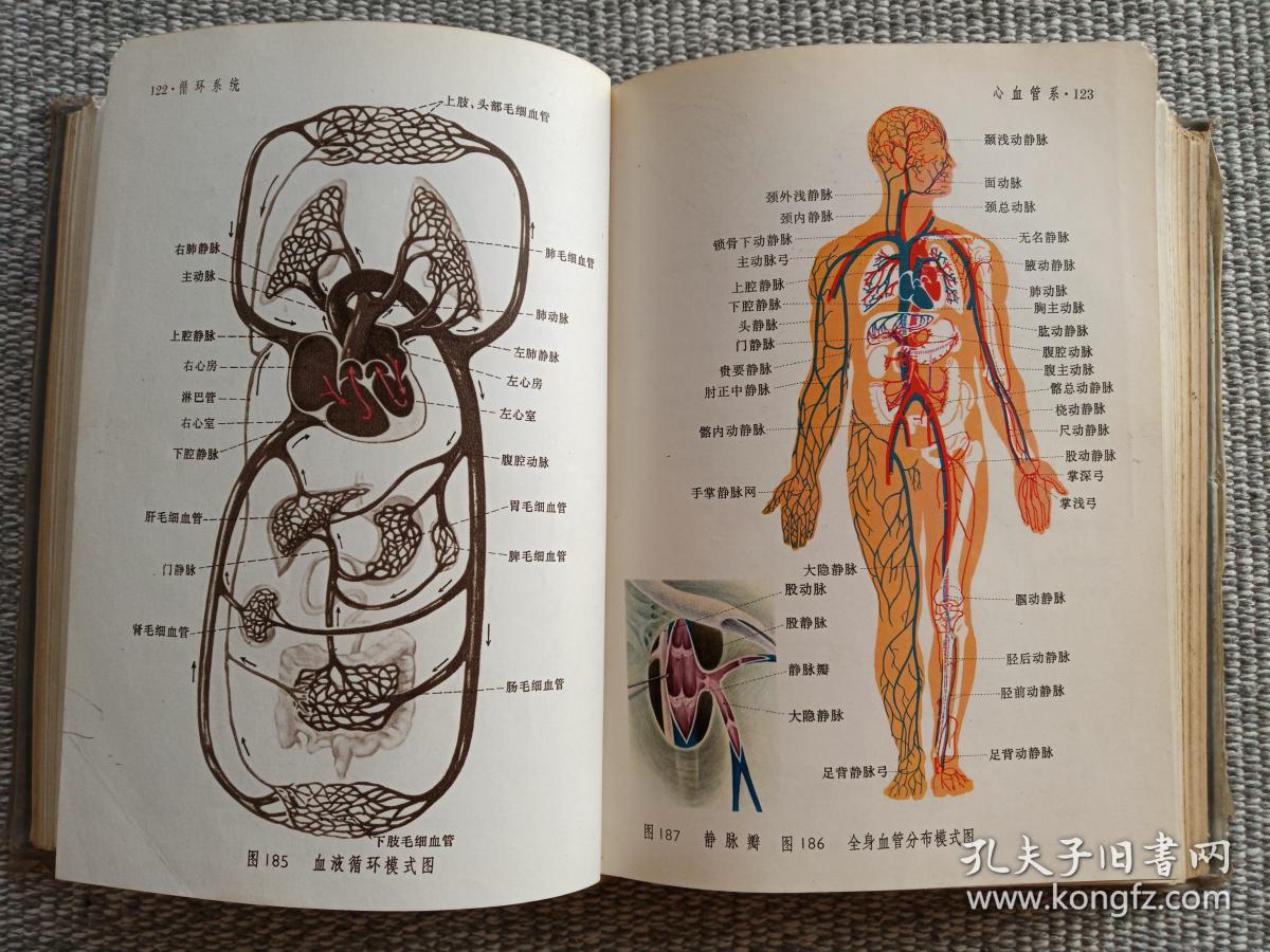 人体解剖图谱沈阳医学院编绘1975年
