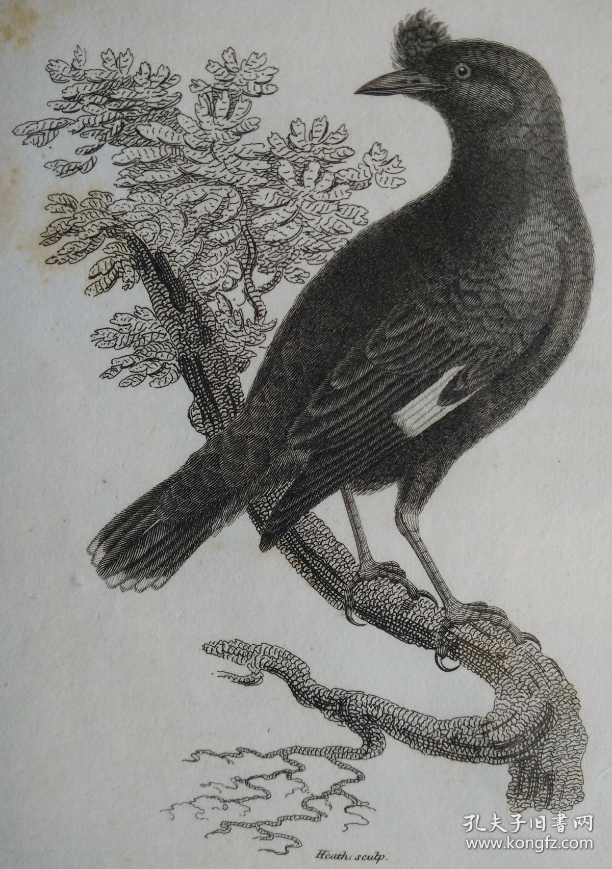 1808年《动物学 英国 摩西·格里菲斯铜版画 图谱 冠羽鹩哥