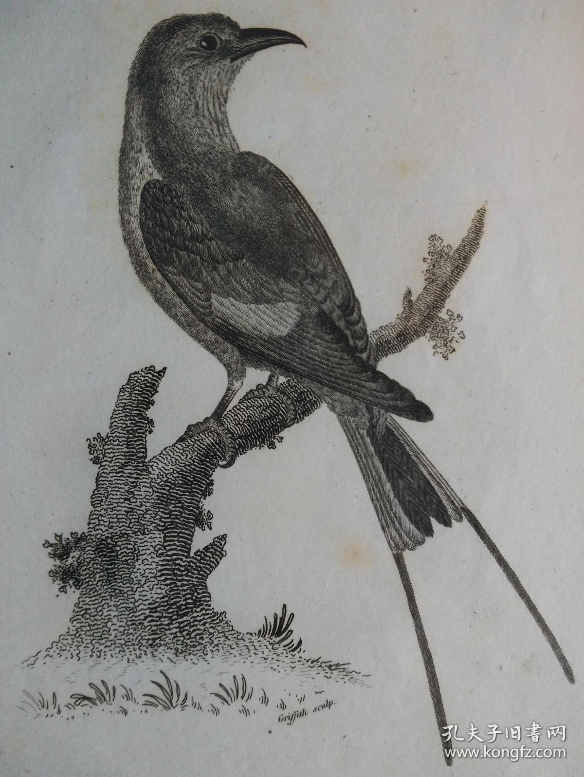 1808年动物学英国摩西格里菲斯铜版画图谱安哥拉鹞鸽