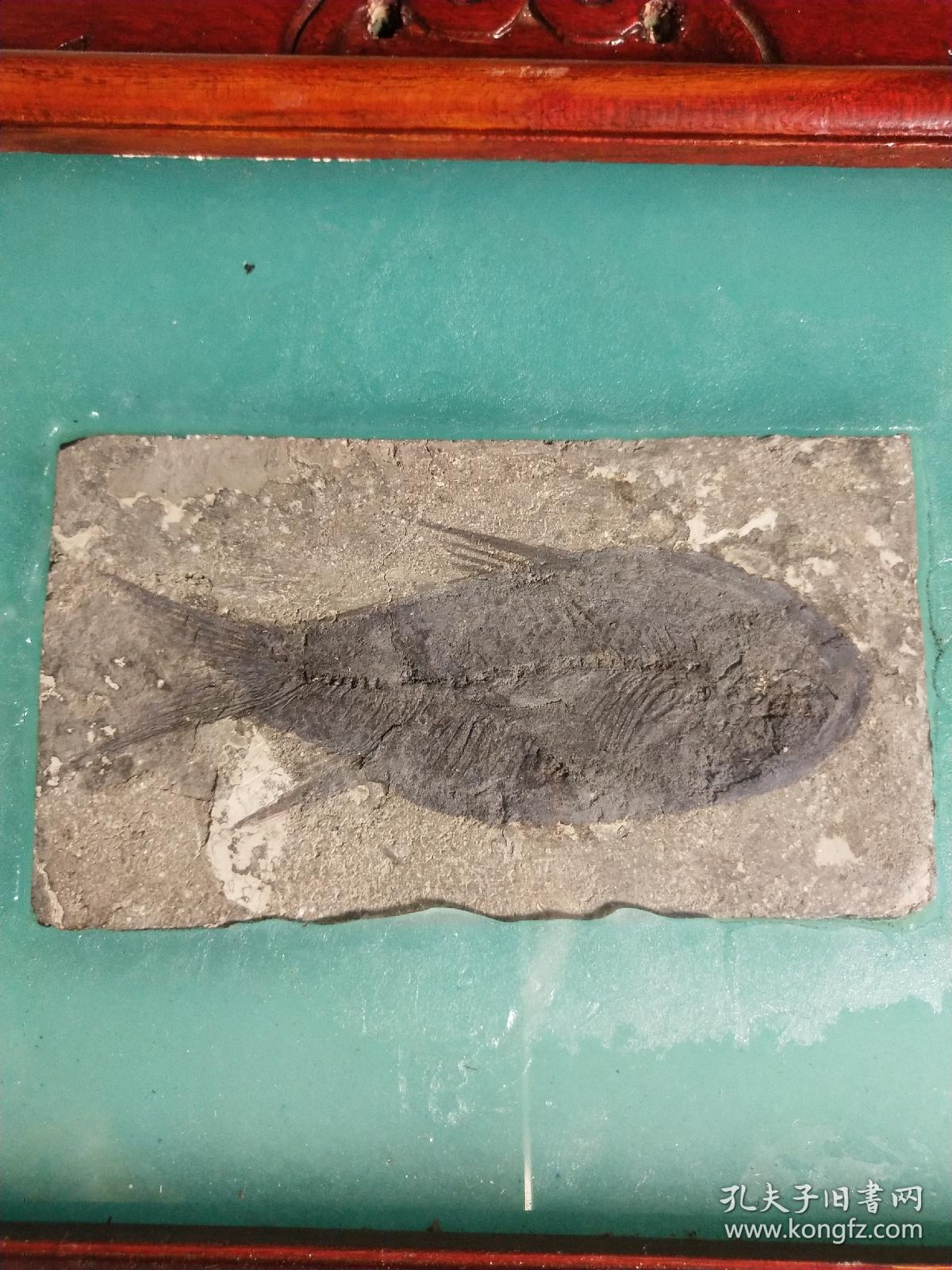 山旺鱼化石,带实木架,保真,鱼完整,品好,收藏佳品