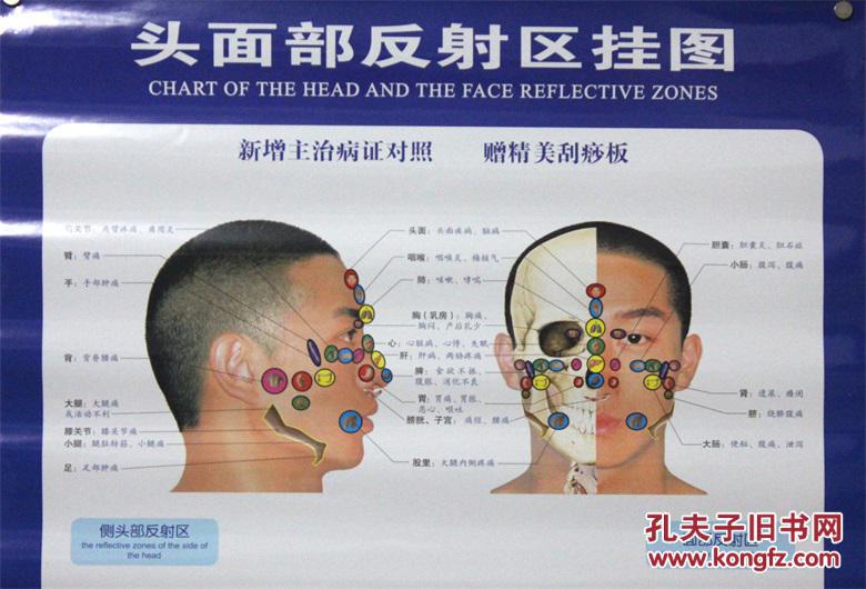 头面部反射区挂图 主编:王国顺 北京科学技术出版社
