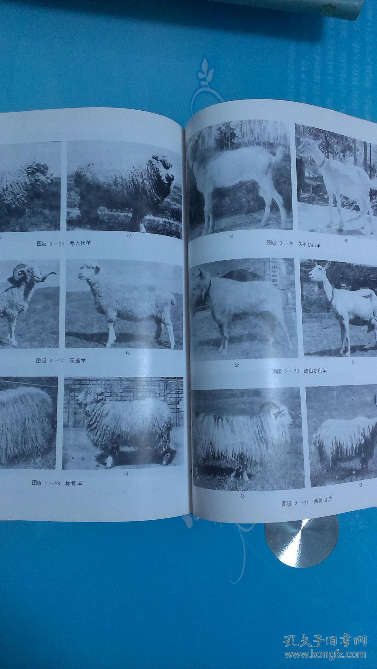 中国养羊学(433页 后附黑白图片28页_李志农_孔夫子旧书网