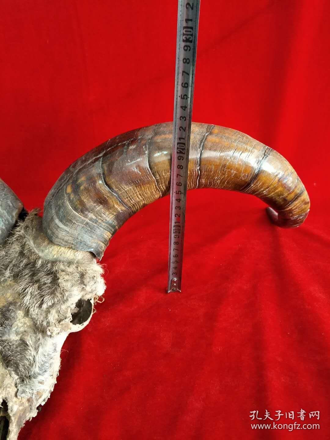 角羊头摆件自然风化风化良好品相一流包老包真尺寸及品相如图