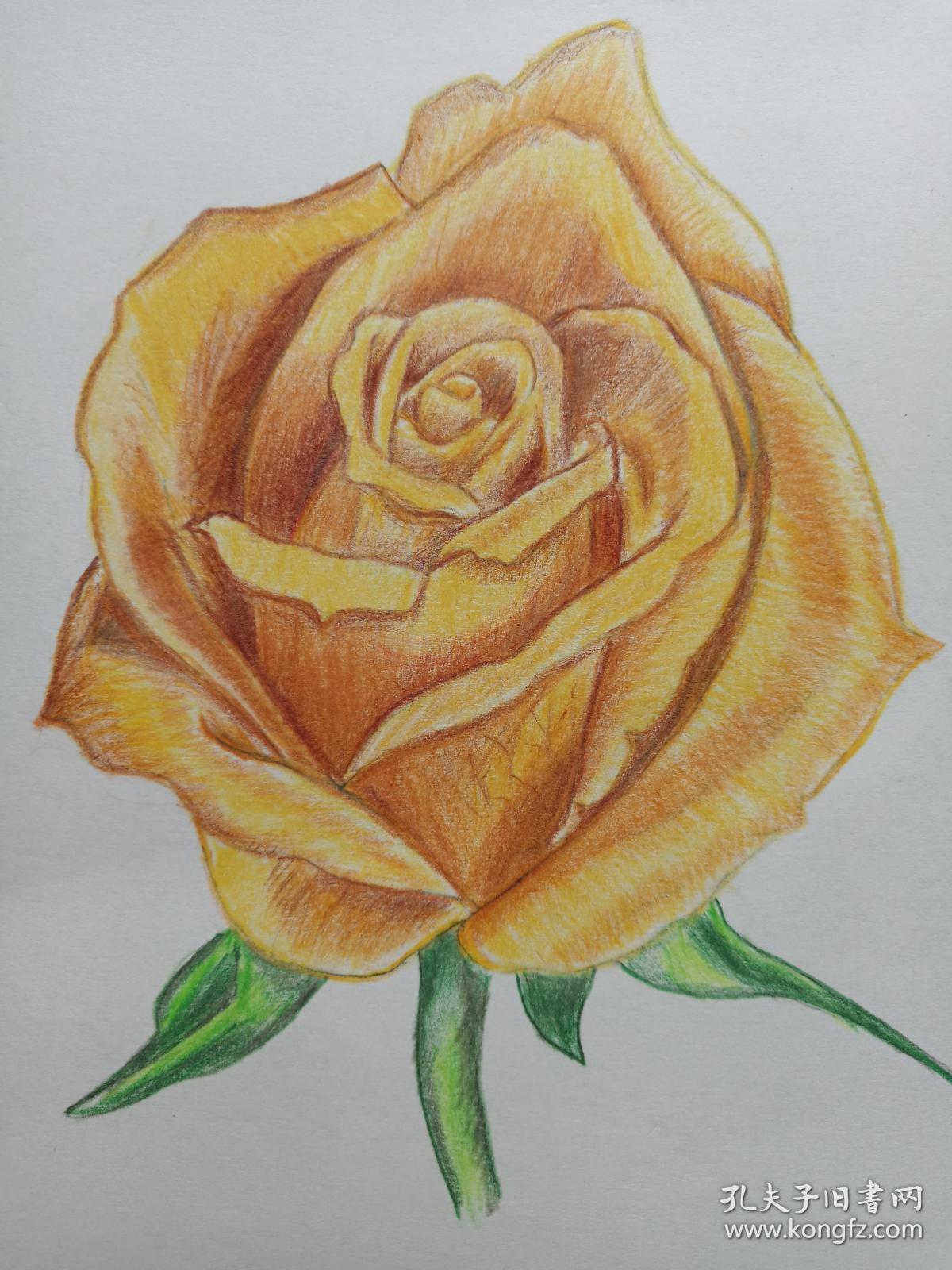 王桂贤彩铅画--黄玫瑰花2018年