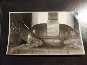 民国北京明陵中石龟照片一张