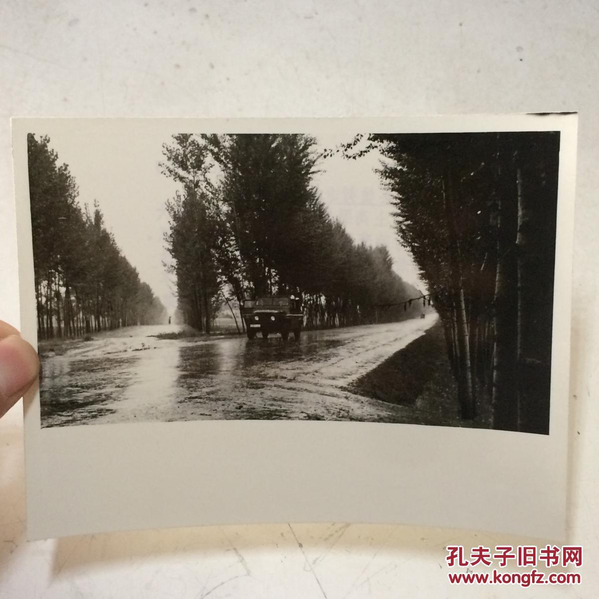 1981年新华社老照片淳化县植树造林成效显著1背面有说明地点陕西省