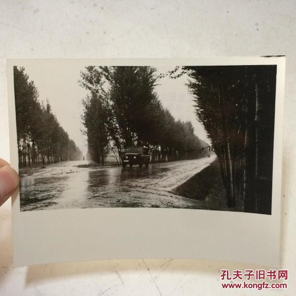 1981年新华社老照片淳化县植树造林成效显著1背面有说明地点陕西省