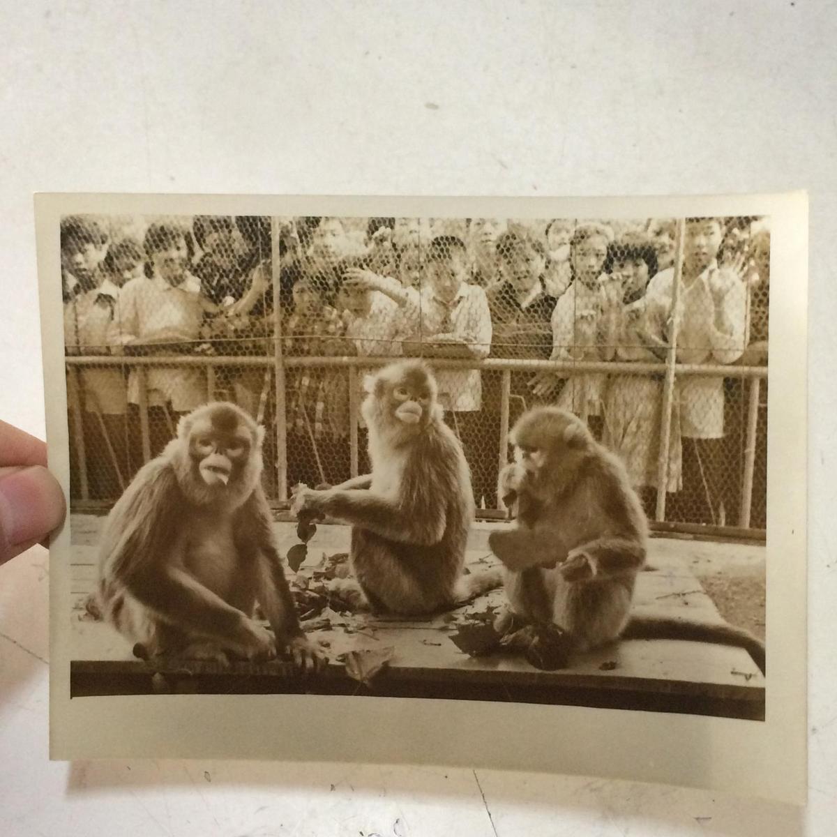 1981年新华社老照片：新建武汉动物园对外开放1 背面有说明 地点： 汉阳墨水湖畔