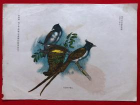日本画片123，1905年手绘彩色博物图谱，东亚教育画馆