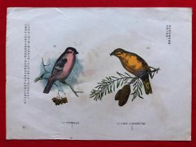 日本画片124，1905年手绘彩色博物图谱，东亚教育画馆