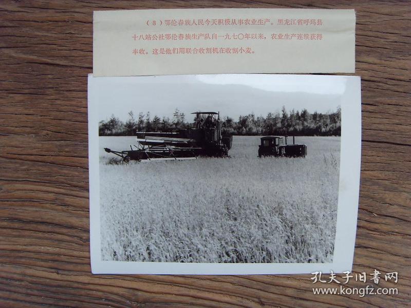 1973年,黑龙江省 呼玛县,鄂伦春族人用联合收割机收割小麦