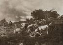1890年照相凹版版画《牛》43×29厘米