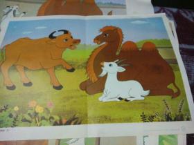 小学语文教学图片第四册（骆驼和羊）两张全