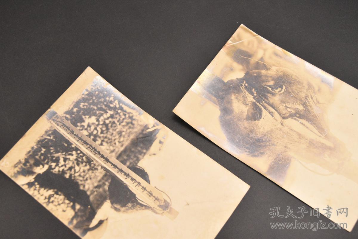 银盐照片 今将金迦官当场击盗匪天恩双喜各首级割取悬挂示众 清代死刑