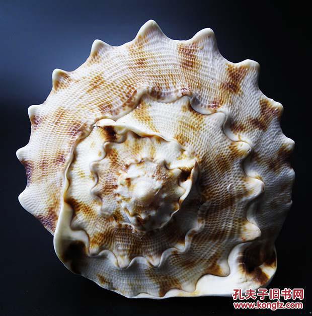 纯天唐冠螺 四大名螺皇冠螺老贝壳 稀少海螺鱼缸水族箱装饰 原贝标本